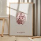 The Cranial Nerves anatomy chart for clinics
