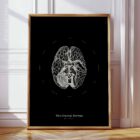 The Cranial Nerves anatomy chart for clinics
