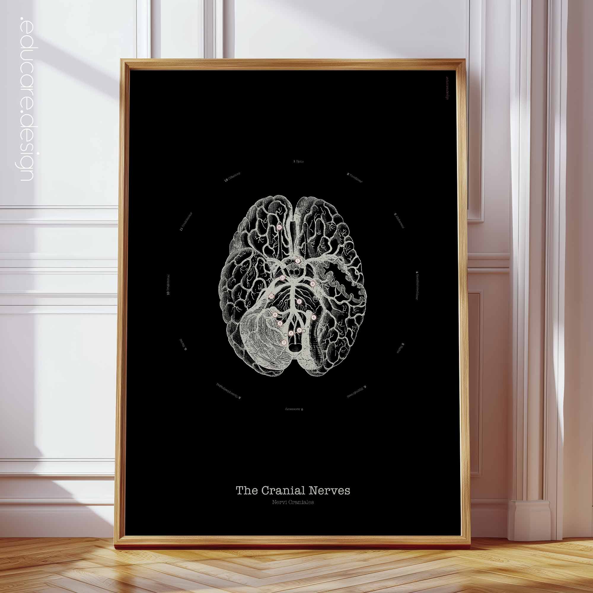 The Cranial Nerves anatomy chart for clinics