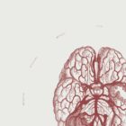 The Cranial Nerves anatomy chart for clinics