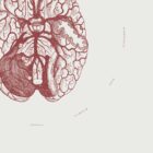 The Cranial Nerves anatomy chart for clinics