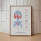 Mechanics of Breathing anatomy chart for clinics