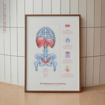 The Mechanics of Breathing Chart for Diaphragm & Core Pressure Education
