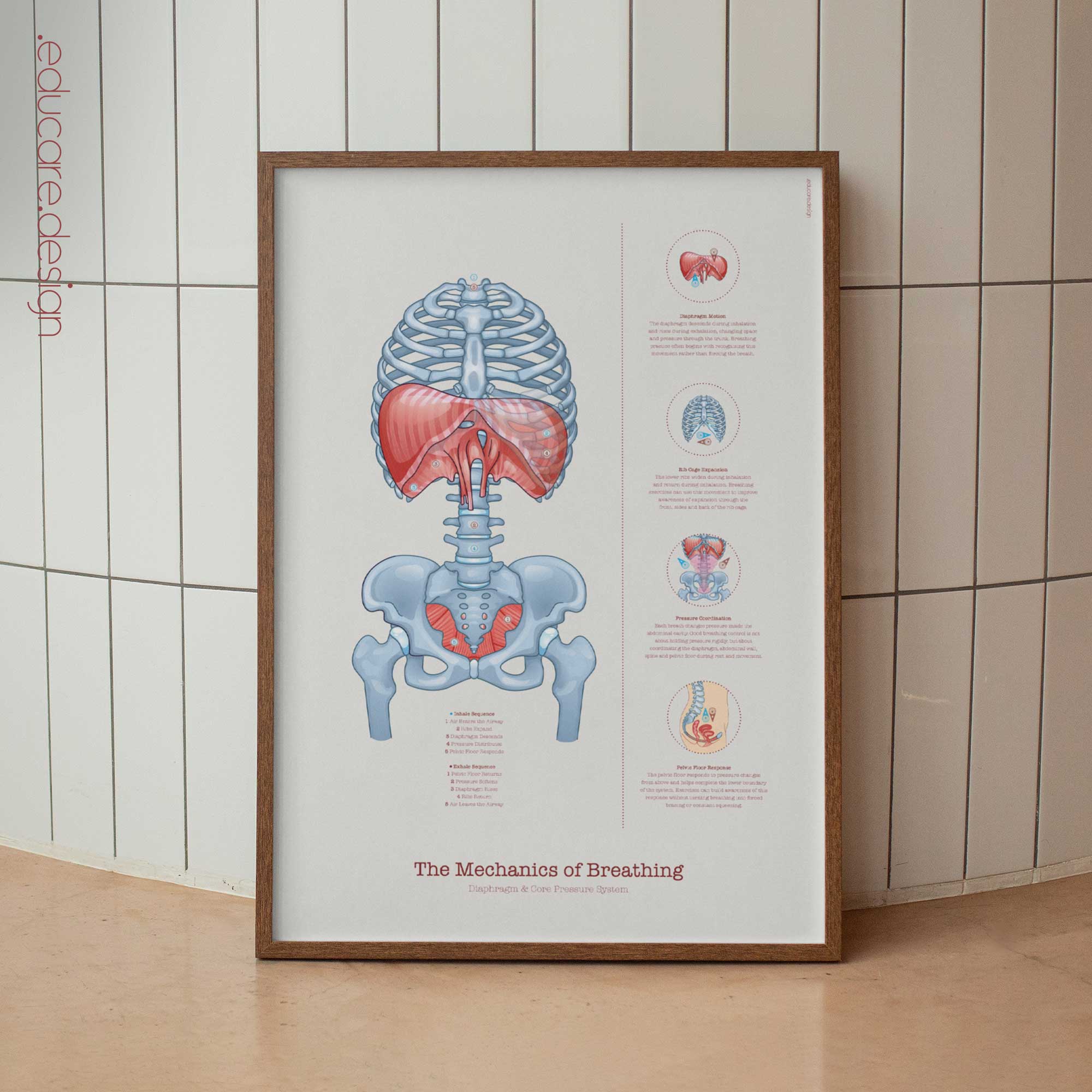 Mechanics of Breathing anatomy chart for clinics