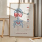 Mechanics of Breathing anatomy chart for clinics