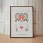 Pelvic Floor System anatomy chart for clinics