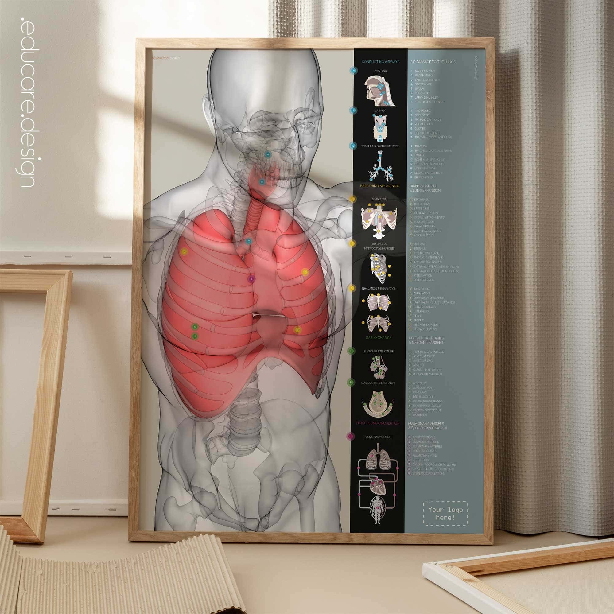 Respiratory System anatomy chart for clinics