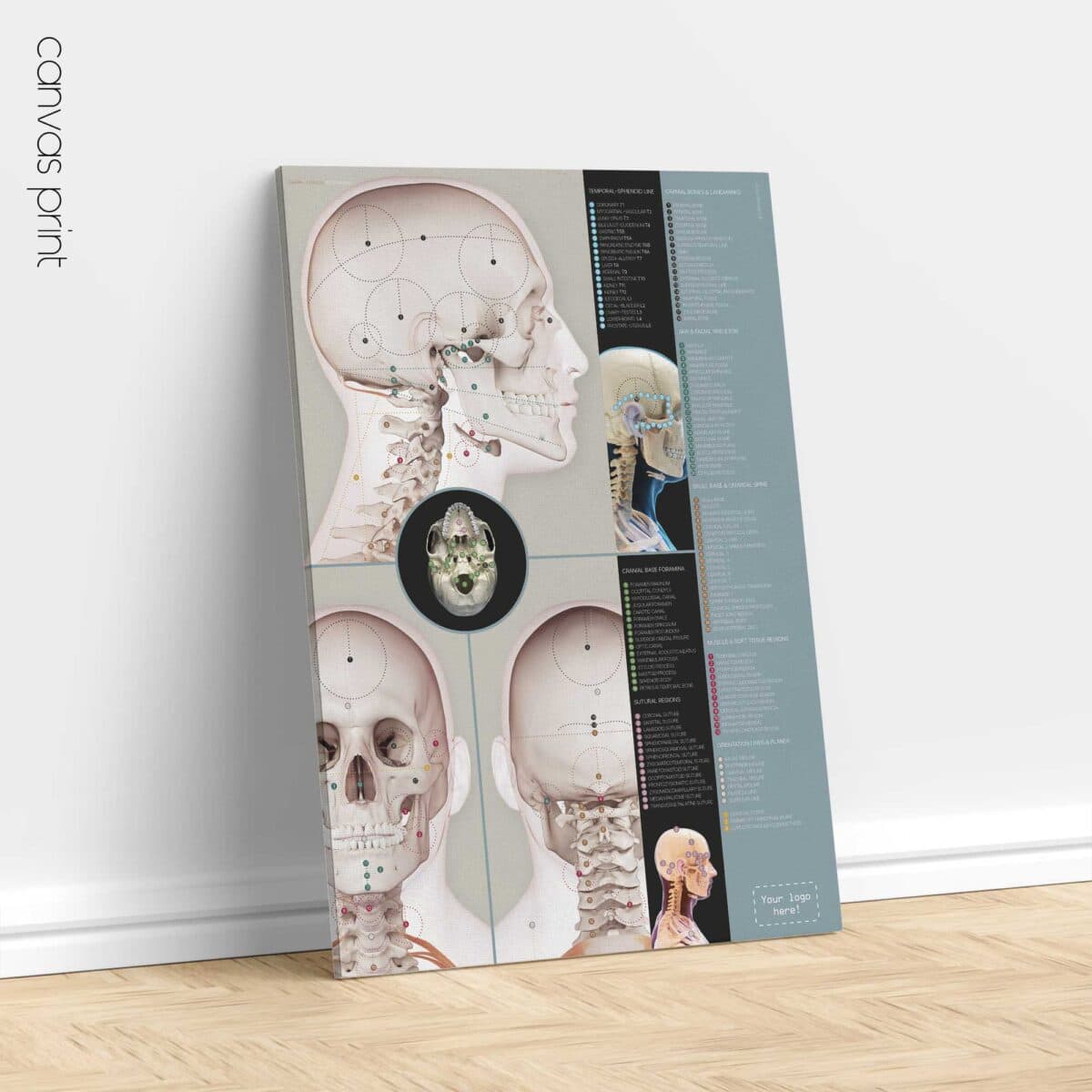 Detailed Cranial–Cervical Relationship anatomy chart