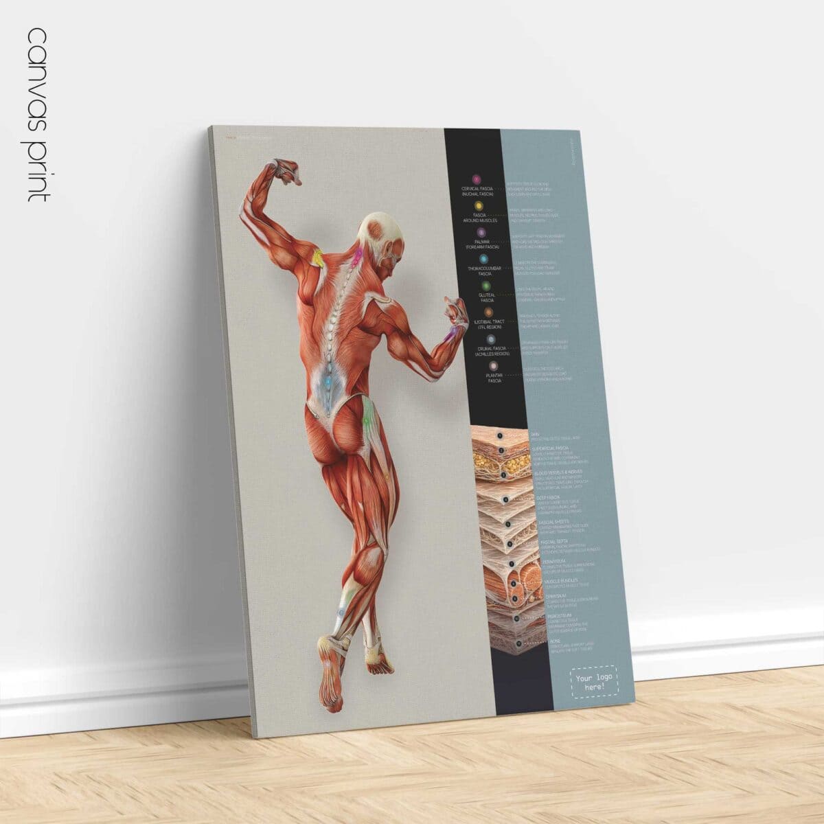 Fascia and Fascial Tissue Layers Anatomy Chart