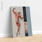 Fascia and Fascial Tissue Layers anatomy chart for clinics Fascia and Fascial Tissue Layers anatomy chart for clinics
