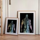 The Radiant Man anatomy chart for clinics