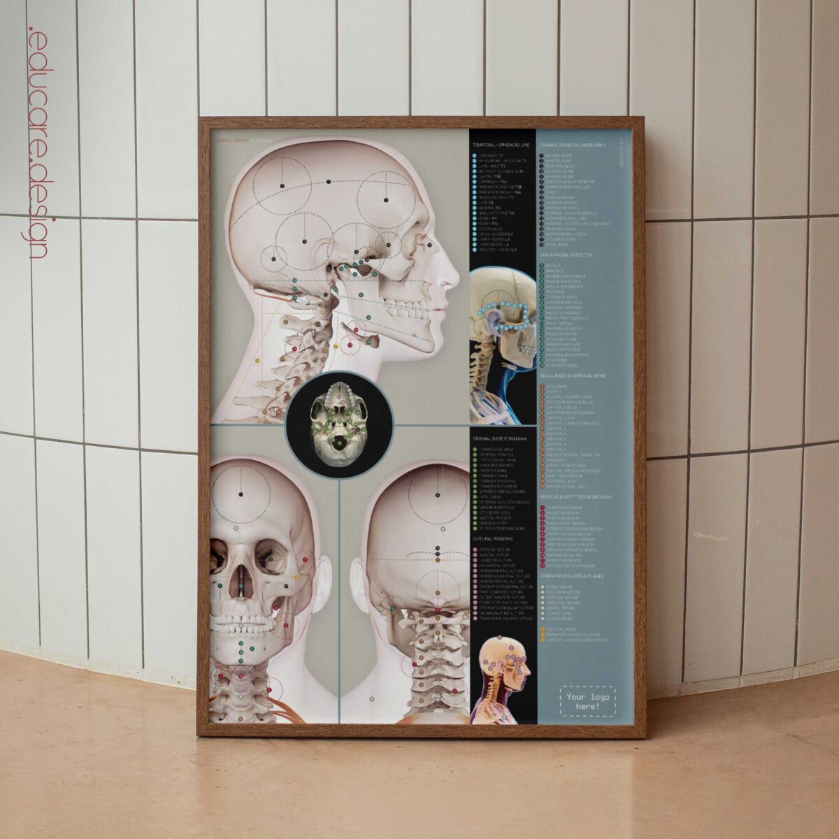 Detailed Cranial–Cervical Relationship anatomy chart