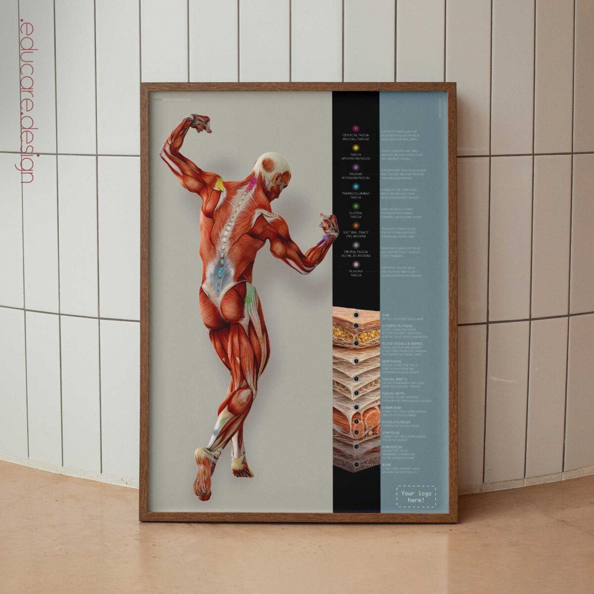 Fascia and Fascial Tissue Layers Anatomy Chart