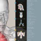 Respiratory System anatomy chart for clinics