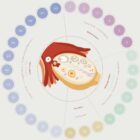 Menstrual Cycle and Hormonal Rhythm anatomy chart for clinics