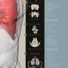 Respiratory System anatomy chart for clinics