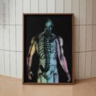The Radiant Man anatomy chart for clinics