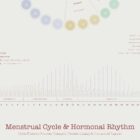 Menstrual Cycle and Hormonal Rhythm anatomy chart for clinics