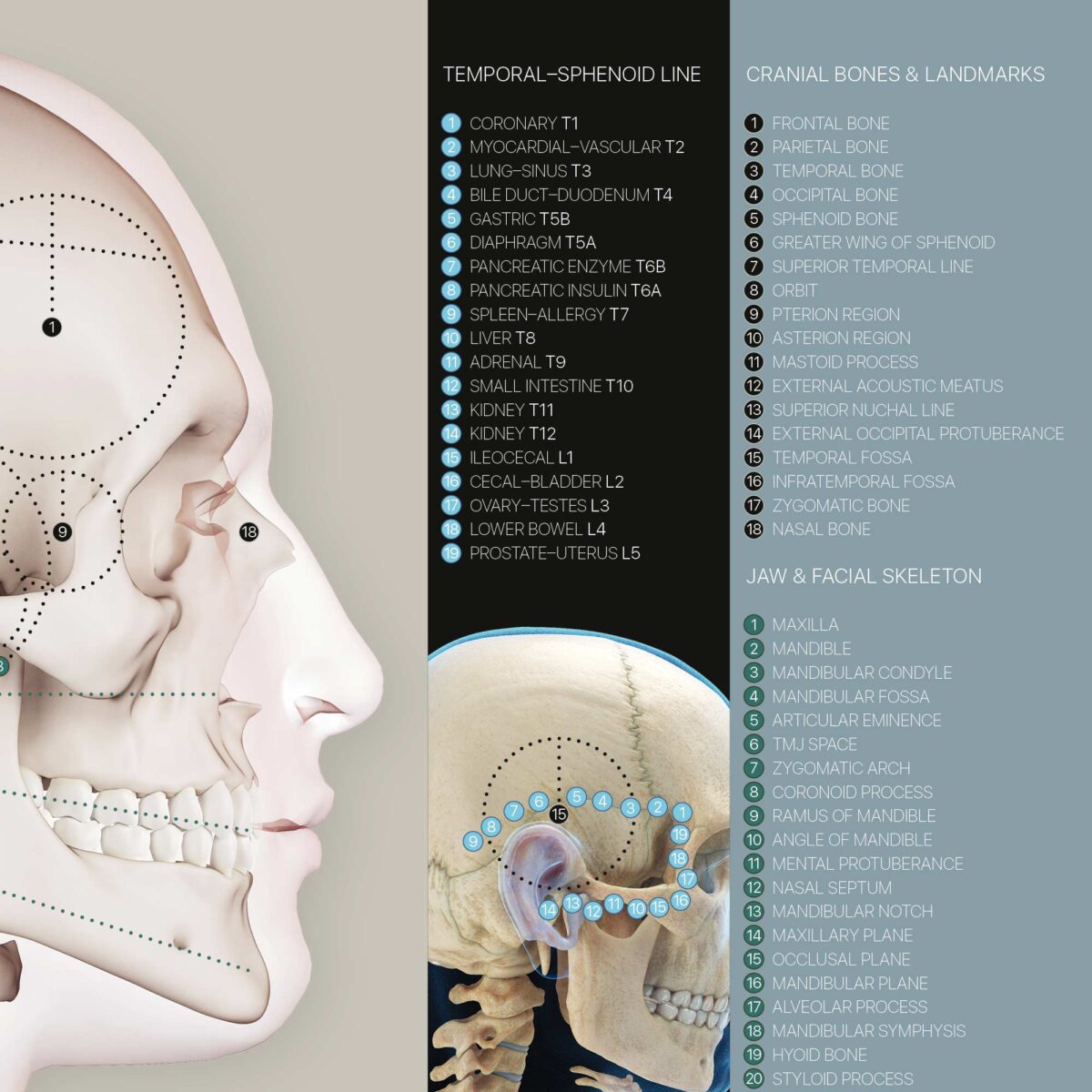 Detailed Cranial–Cervical Relationship anatomy chart