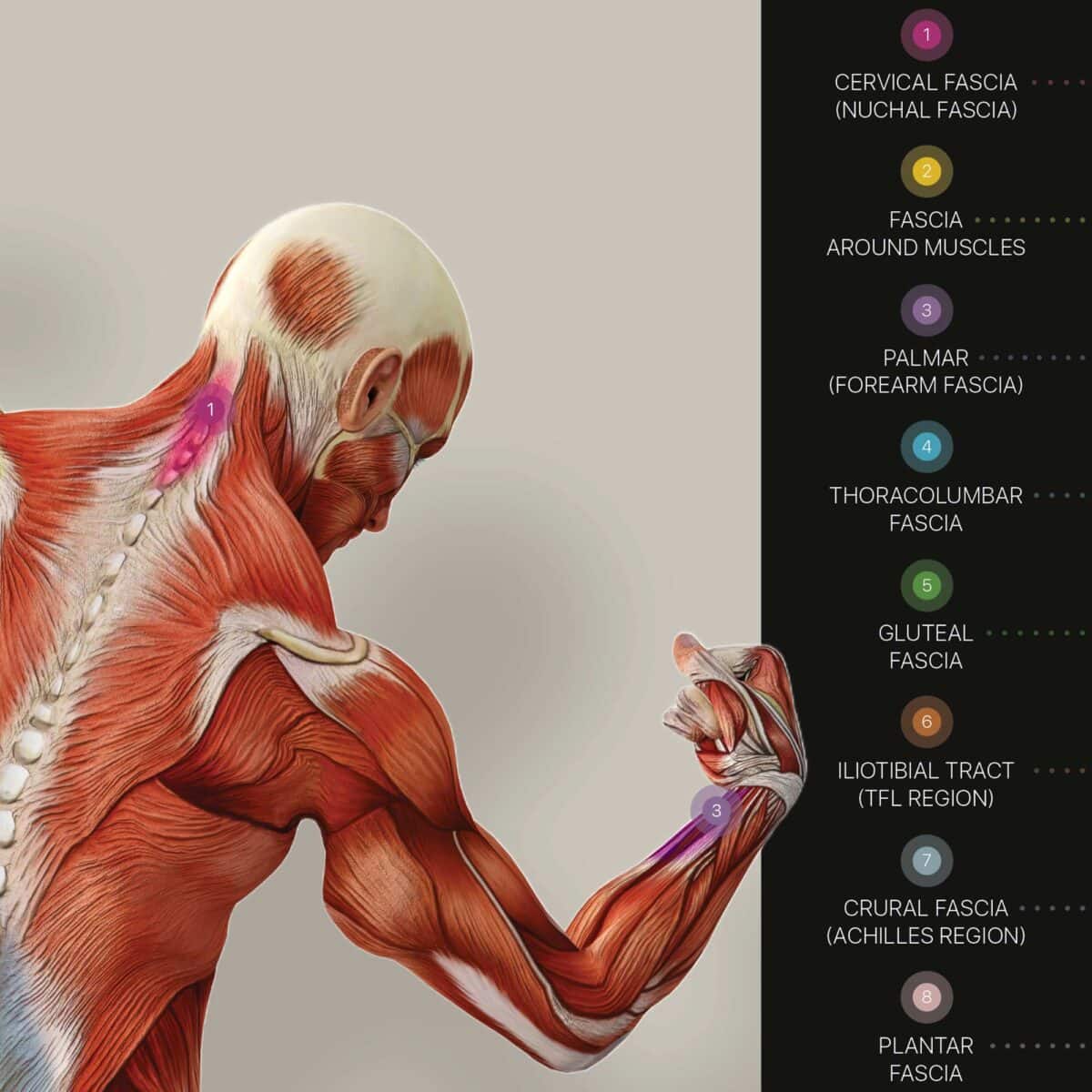 Fascia and Fascial Tissue Layers Anatomy Chart