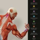 Fascia and Fascial Tissue Layers anatomy chart for clinics Fascia and Fascial Tissue Layers anatomy chart for clinics