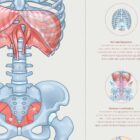 Mechanics of Breathing anatomy chart for clinics