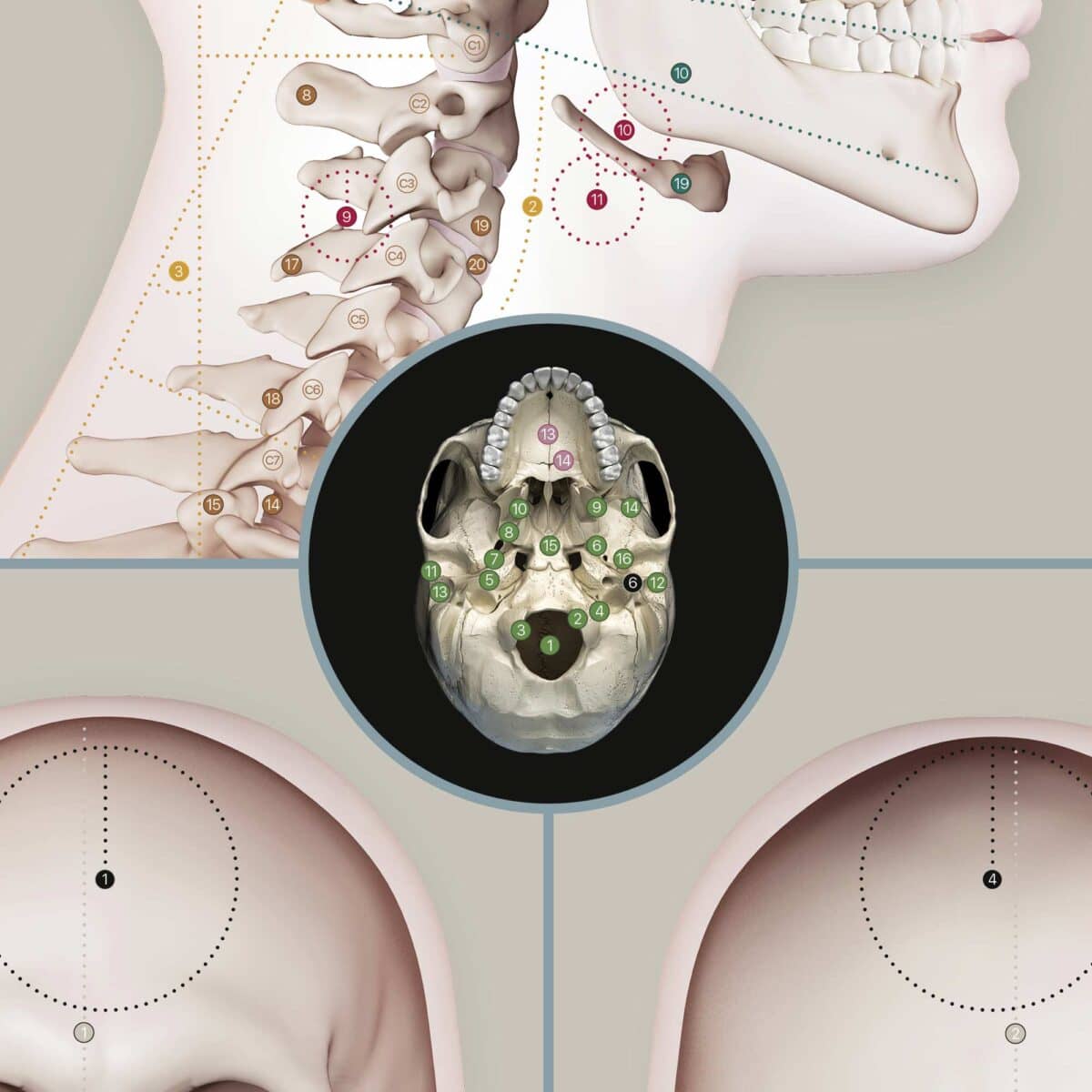 Detailed Cranial–Cervical Relationship anatomy chart