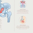 Mechanics of Breathing anatomy chart for clinics