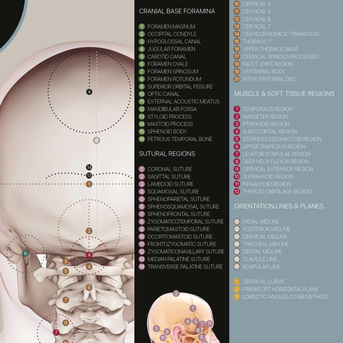 Detailed Cranial–Cervical Relationship anatomy chart