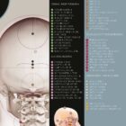 Cranial-Cervical Relationship anatomy chart for clinics
