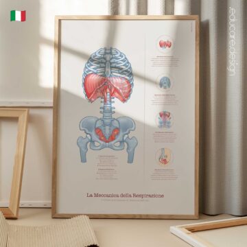 The Mechanics of Breathing Chart for Diaphragm & Core Pressure Education