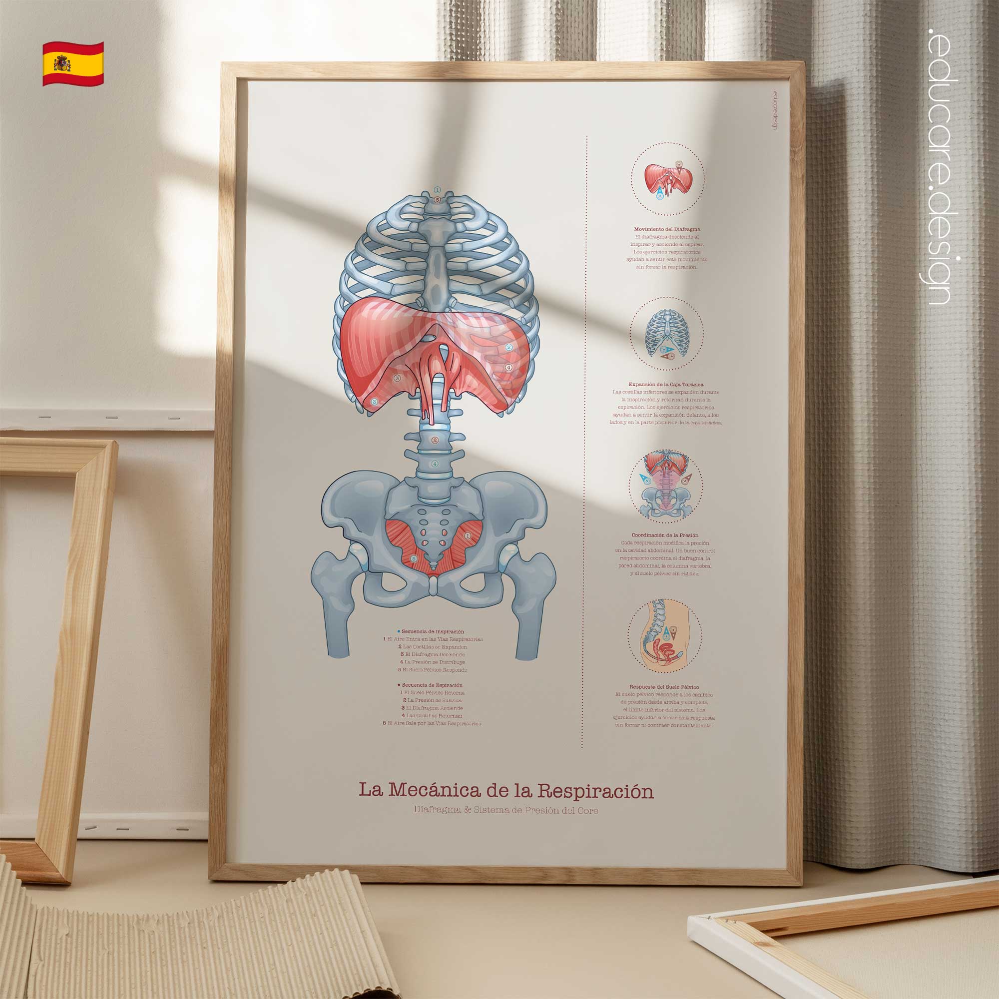 Mecánica de la Respiración lámina anatómica para clínicas y consultas
