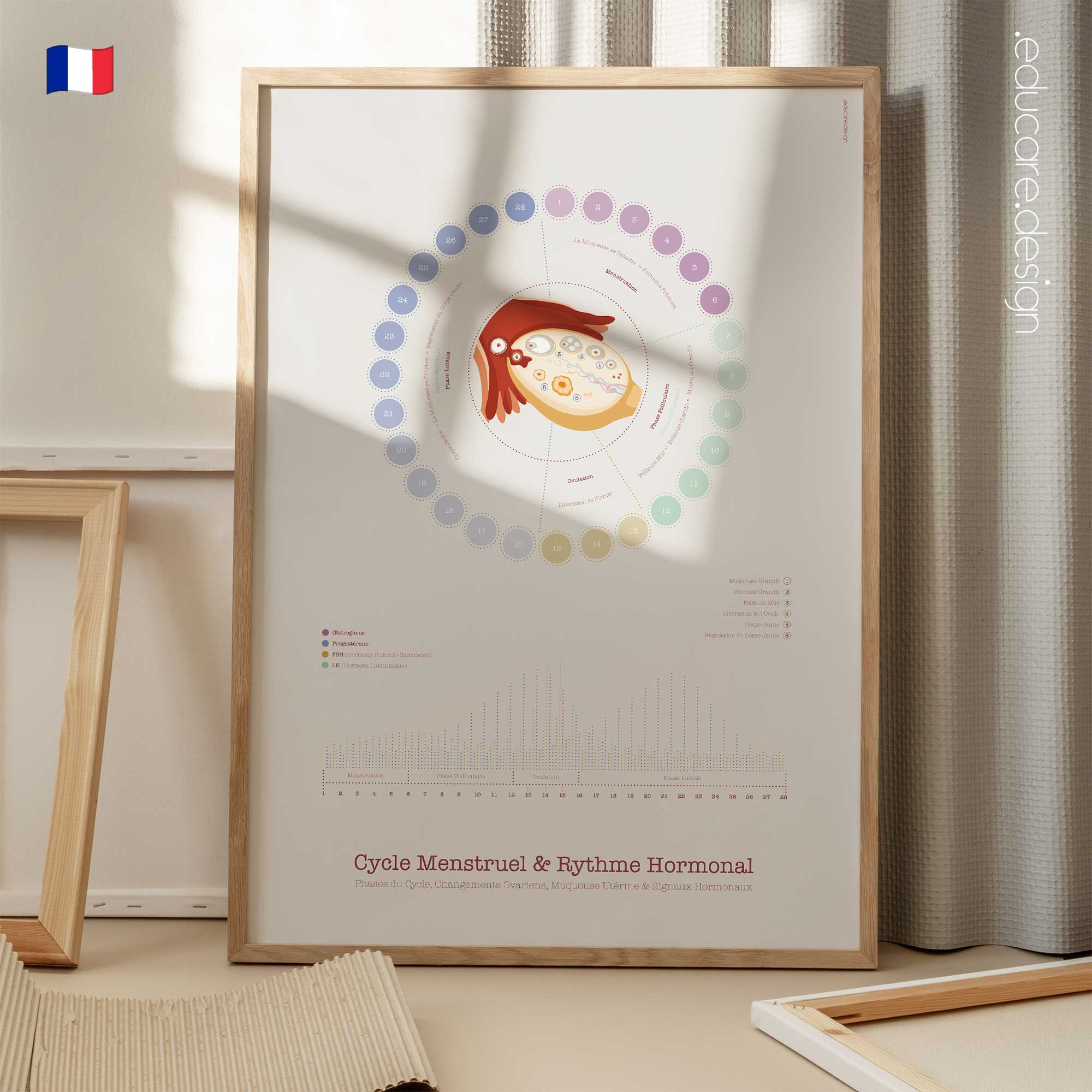 Cycle Menstruel et Rythme Hormonal planche anatomique pour cabinets et cliniques