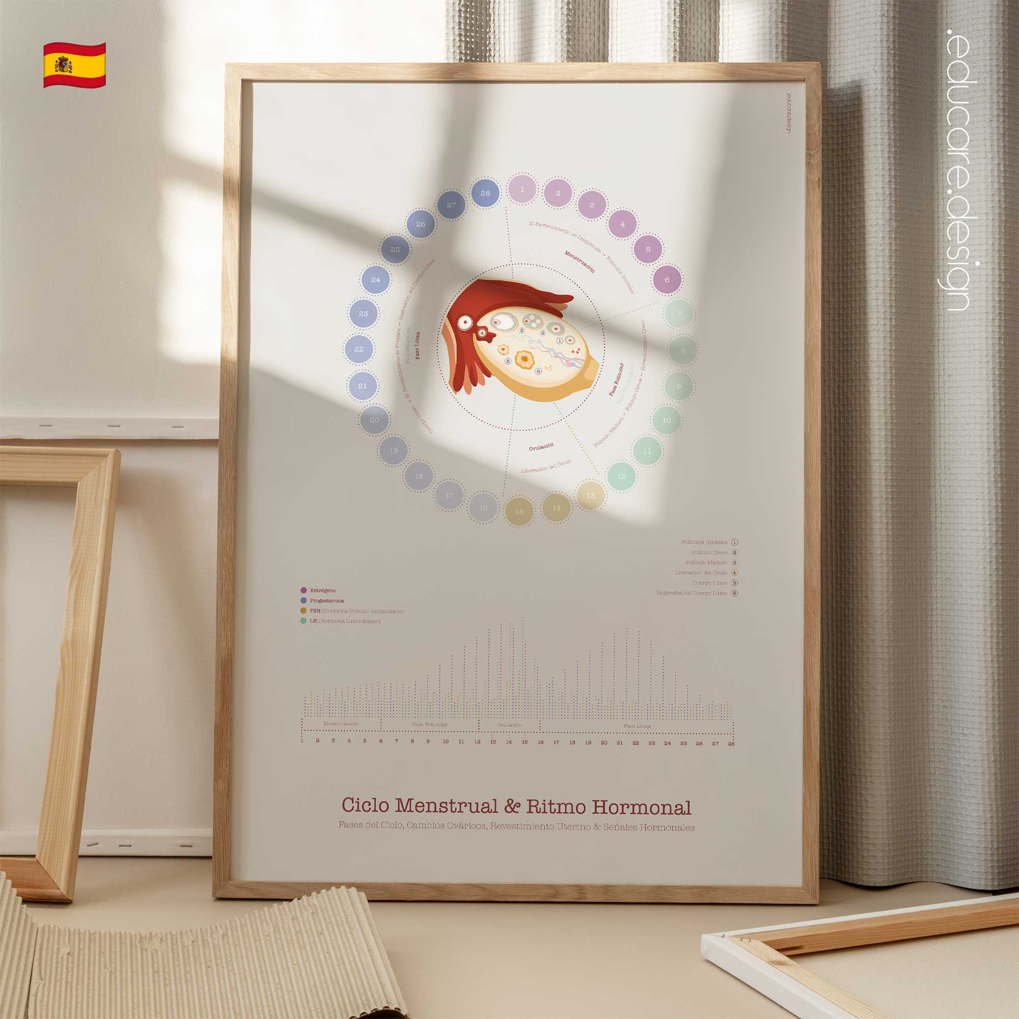 Ciclo Menstrual y Ritmo Hormonal lámina anatómica para clínicas y consultas