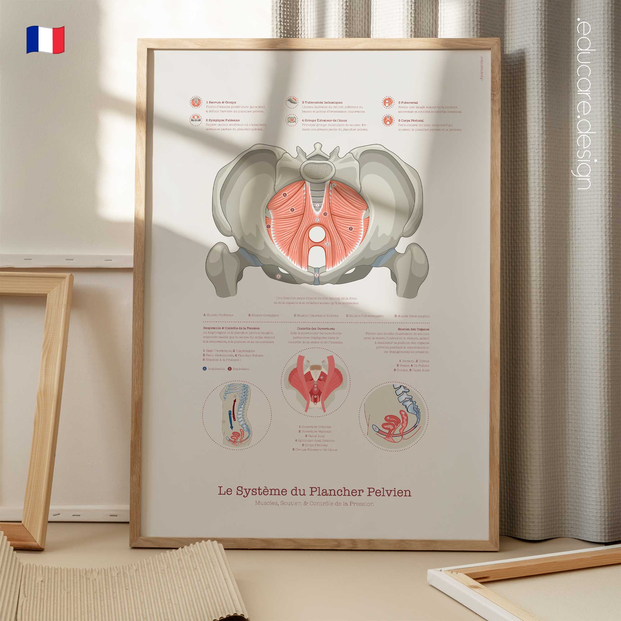 Système du Plancher Pelvien planche anatomique pour cabinets et cliniques