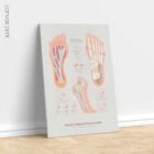 Plantar Fascia and Foot Arches anatomy chart for clinics