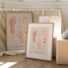 Plantar Fascia and Foot Arches anatomy chart for clinics