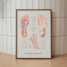 Plantar Fascia and Foot Arches anatomy chart for clinics