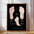 Plantar Fascia and Foot Arches anatomy chart for clinics