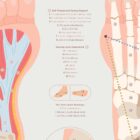 Plantar Fascia and Foot Arches anatomy chart for clinics