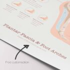 Plantar Fascia and Foot Arches anatomy chart for clinics