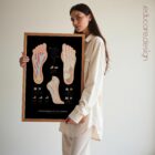 Plantar Fascia and Foot Arches anatomy chart for clinics