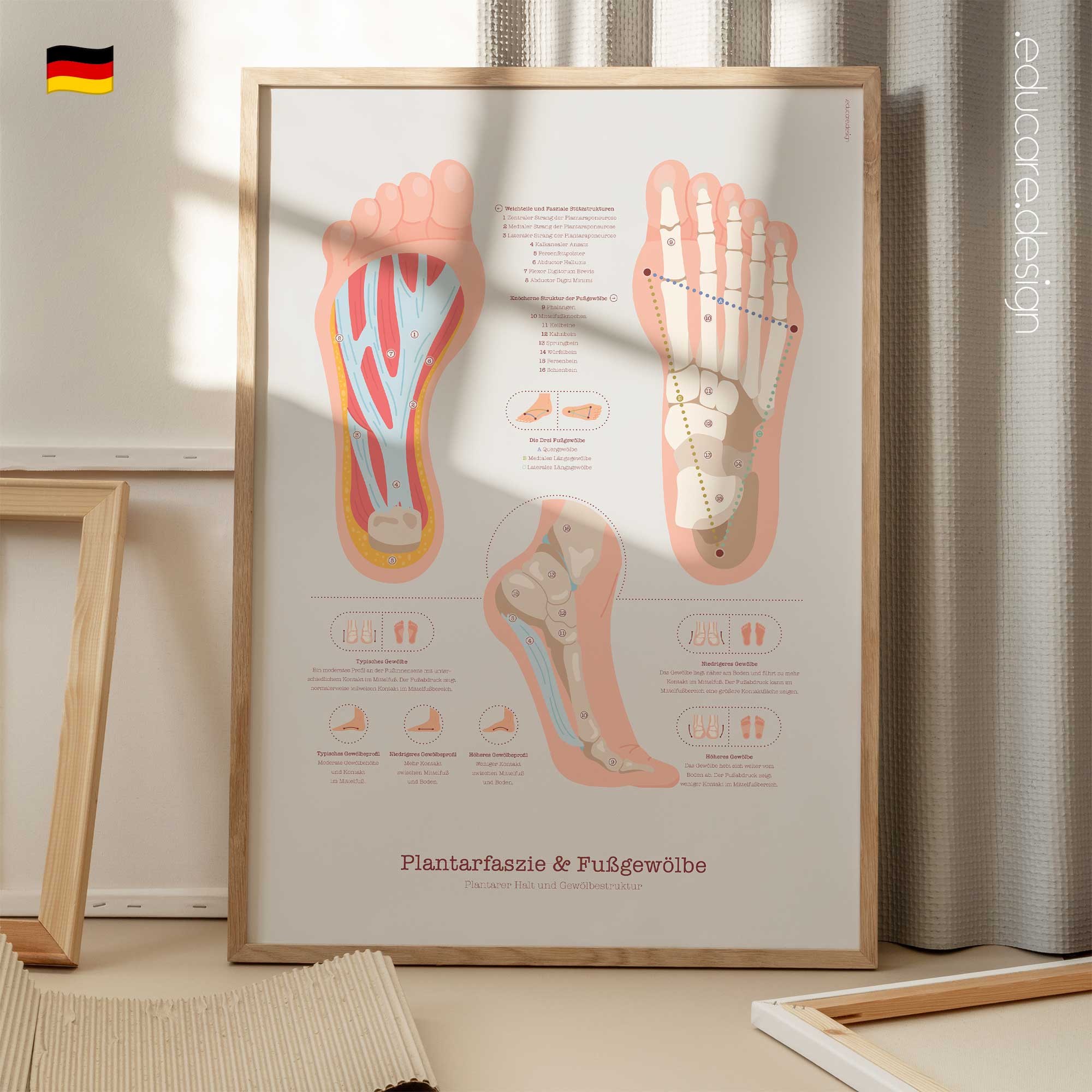 Plantarfaszie und Fußgewölbe Anatomie-Chart für Praxen und Kliniken