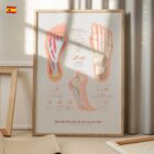 Fascia Plantar y Arcos del Pie lámina anatómica para clínicas y consultas