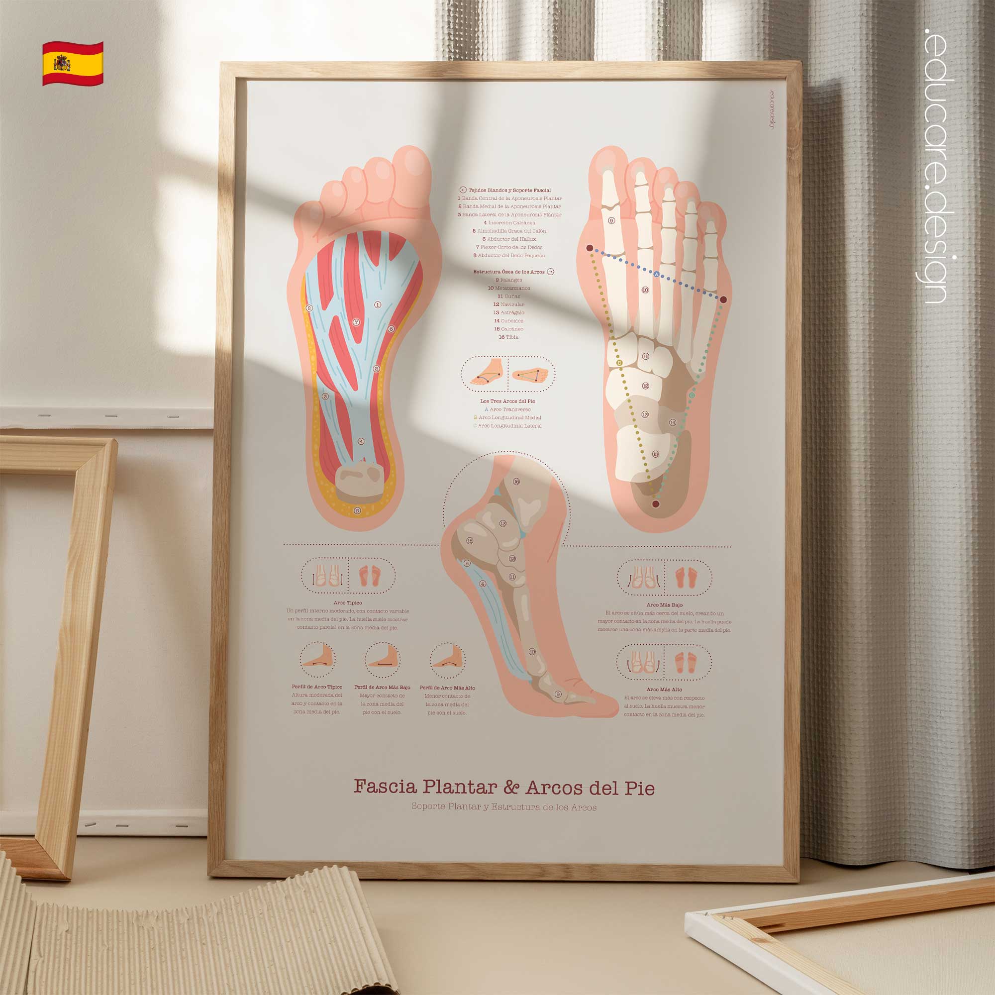 Fascia Plantar y Arcos del Pie lámina anatómica para clínicas y consultas