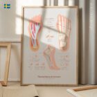 Plantarfascia & Fotvalv anatomidiagram för kliniker