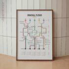 Brachial Plexus Network Map anatomy chart for clinics Brachial Plexus Network Map anatomy chart for clinics