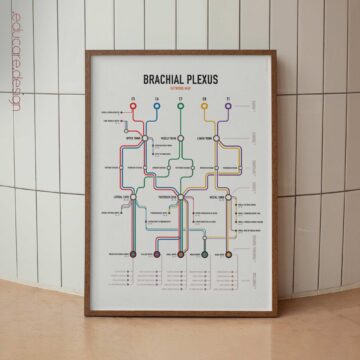 Brachial Plexus Network Map