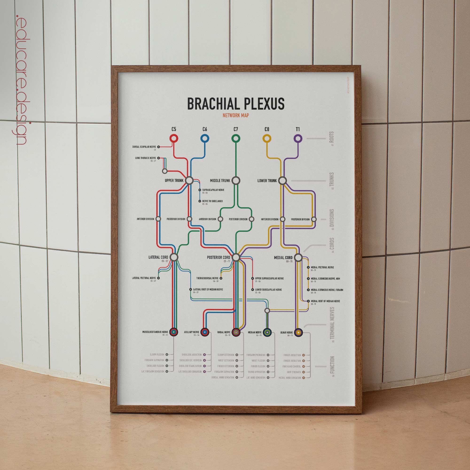 Brachial Plexus Network Map anatomy chart for clinics Brachial Plexus Network Map anatomy chart for clinics