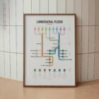 Lumbosacral Plexus Network Map anatomy chart for clinics